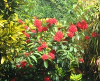 Ixora rouge dans un jardin en Martinique