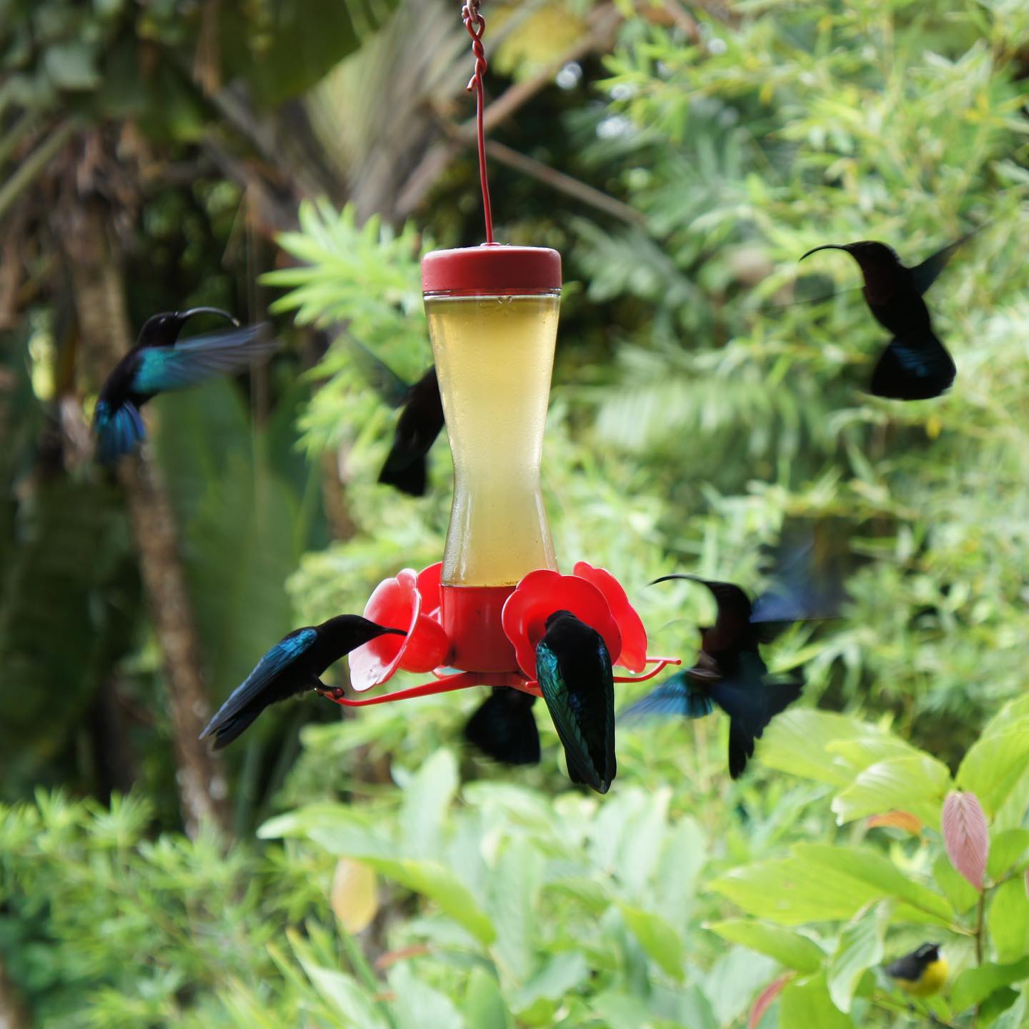abreuvoir à colibris au jardin de balata