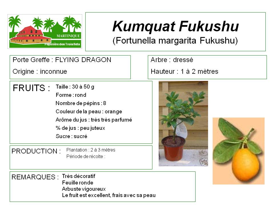 fiche culture kumquat fukushu