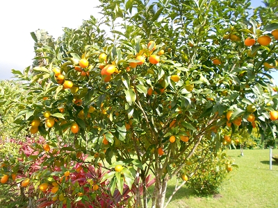 Kumquat nagami dans un verger en Martinique