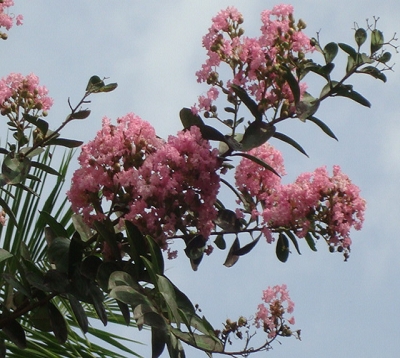 fleurs de gestram nain ou lilas d'inde