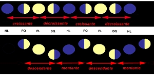 jardiner avec la lune phases montantes et descendantes