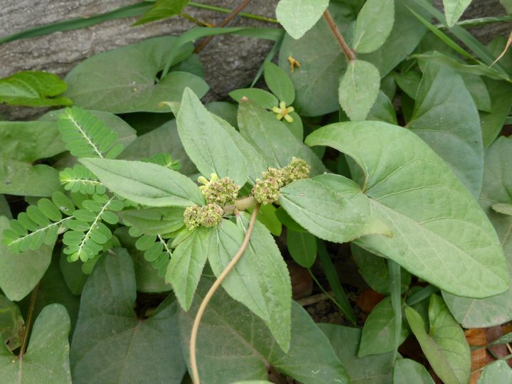 Euphorbia hirta malnommee