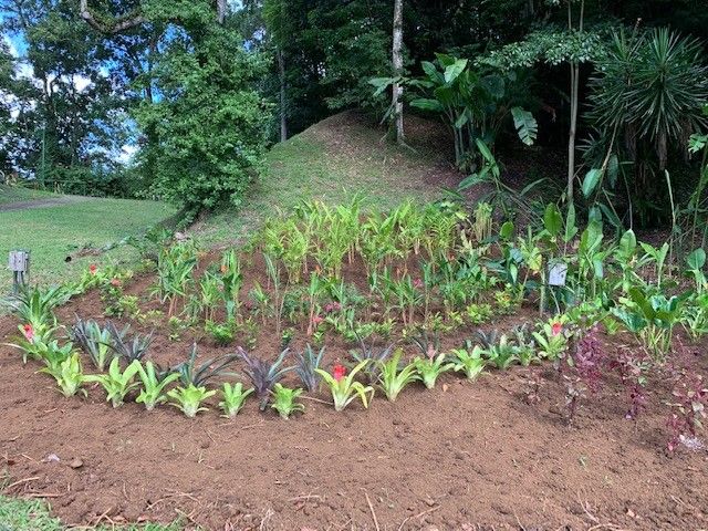 création d'un massif plantation