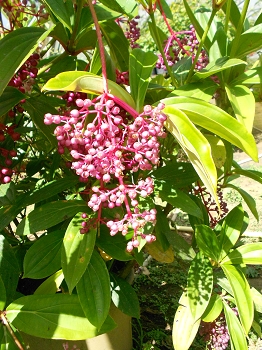 Grappe fleurie de medinilla