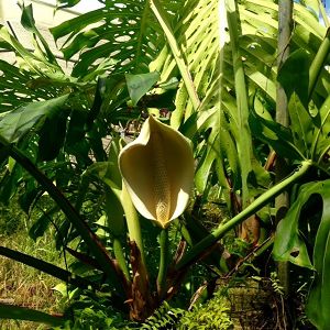 Fleur de Monstera deliciosa