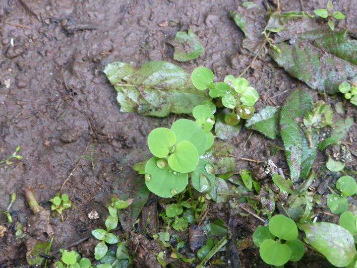 Drymaria cordata mouron blanc