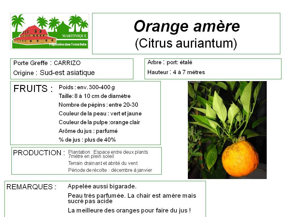 fiche culture orange amère