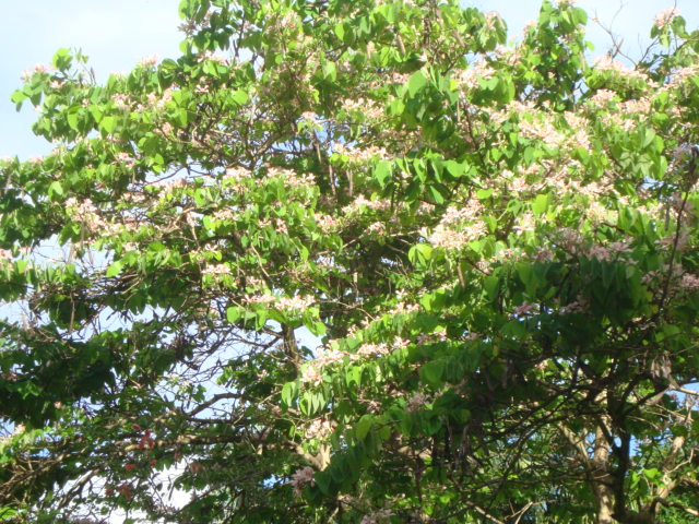 Bauhinia