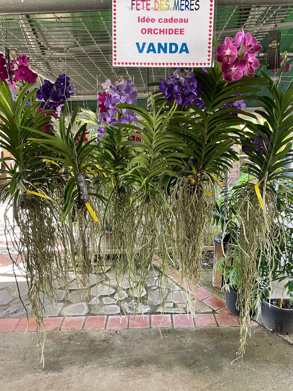 orchidées vanda