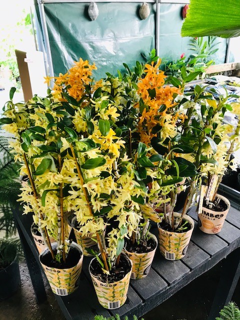 orchidées dendrobium en pots