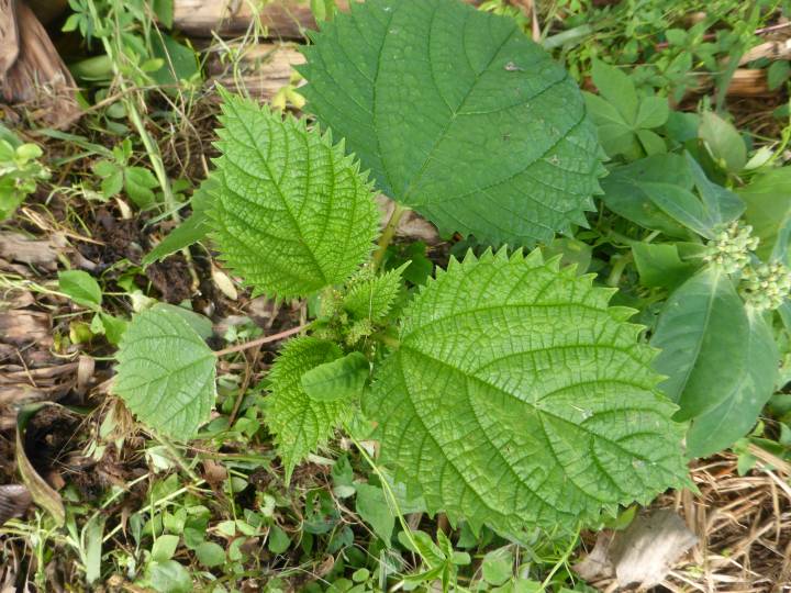 Ortie Laportea aestuans