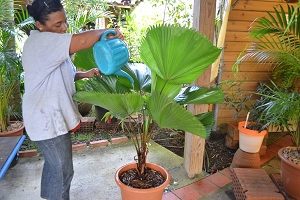 une femme arrose un palmier en pot Martinique