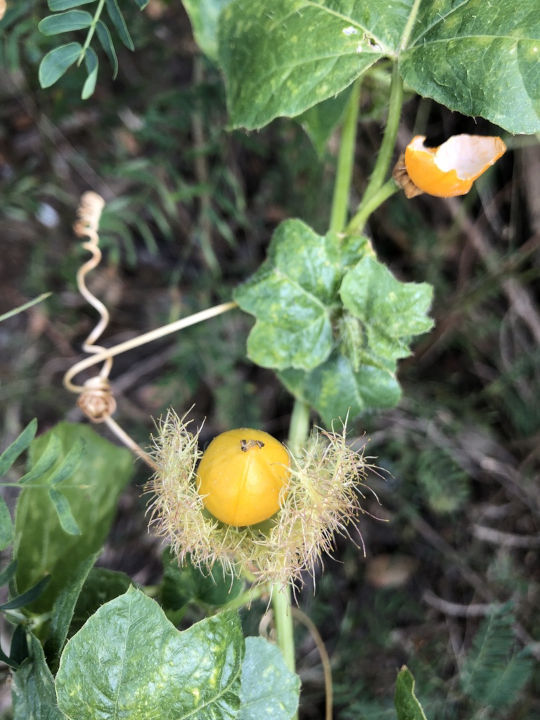 Passiflora foetida (passiflore poc poc)