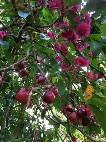 Pomme d'eau dans un arbre en Martinique