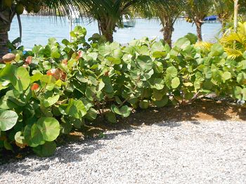 haie de raisiniers bord de mer en Martinique