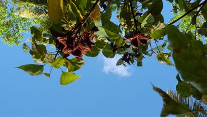 Roucou (Bixa orellana)