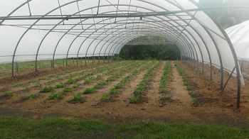 serre avec arrosage goutte a goutte pour melons en Martinique