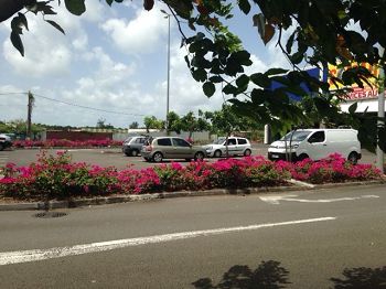 bougainvilliers compact fushia - nains - délimitant la zone parking