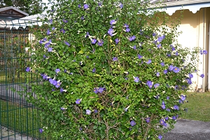 massif de thunbergia erecta