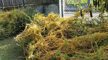 Vermicelle envahissante dans les jardins de Martinique (cuscuta)