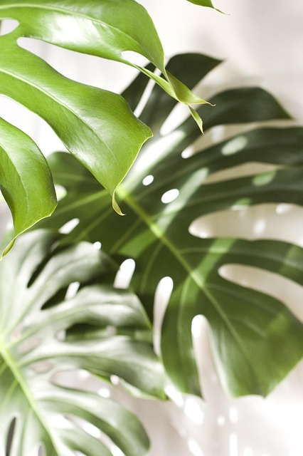 monstera