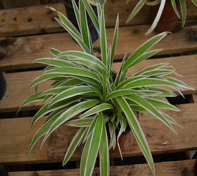 Chlorophytum ou plante araignée