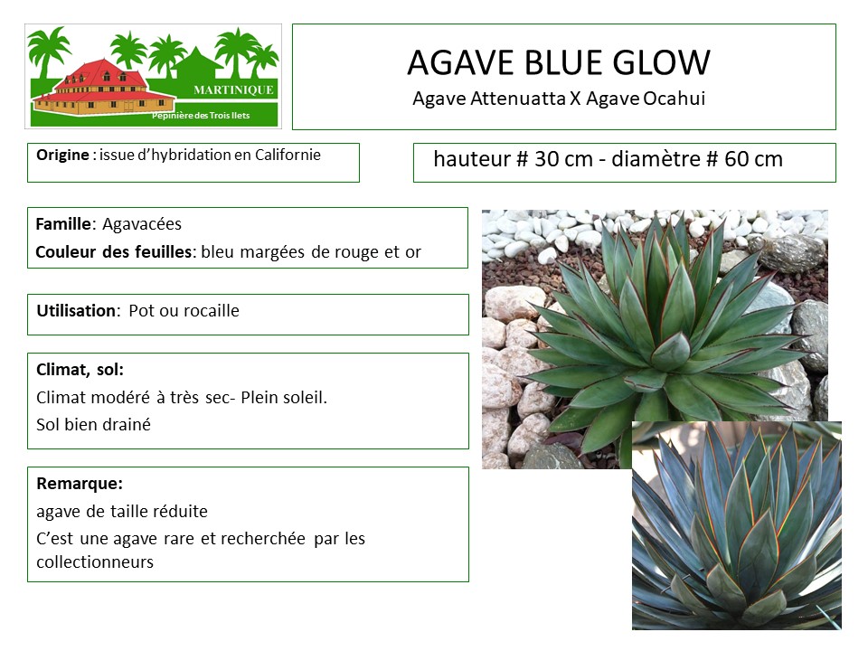 Fiche de culture de l'agave 