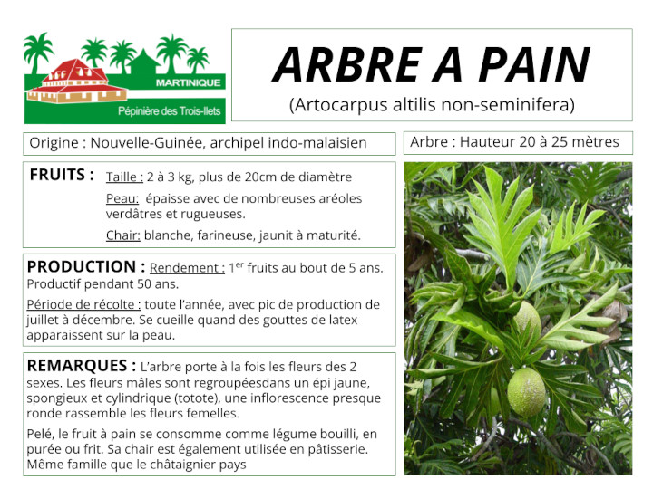 Fiche de culture de l'arbre à pain