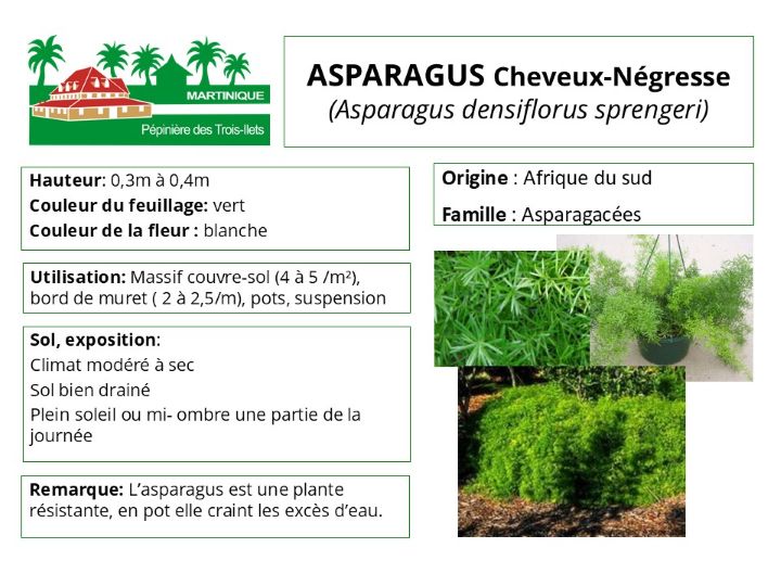 Fiche de culture de l'asparagus cheveux négresse