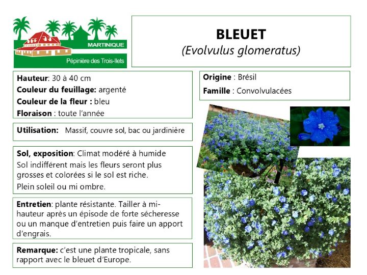 Fiche de culture du bleuet