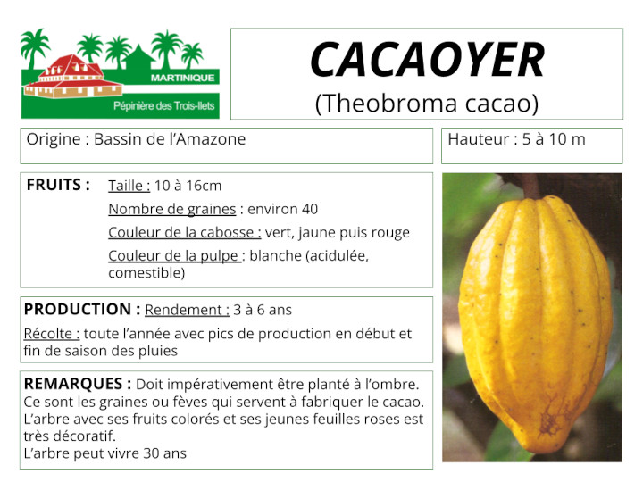 Fiche de culture du cacaoyer