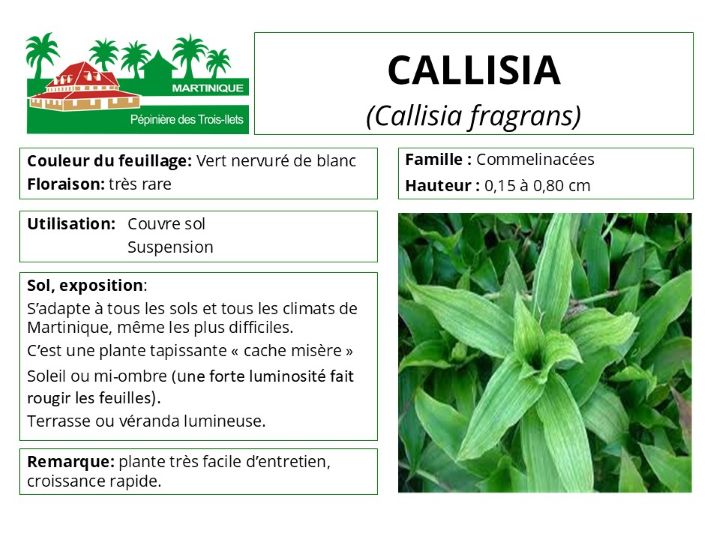 Fiche de culture de La Callisie odorante