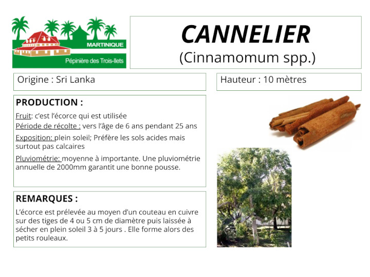 Fiche de culture du cannelier