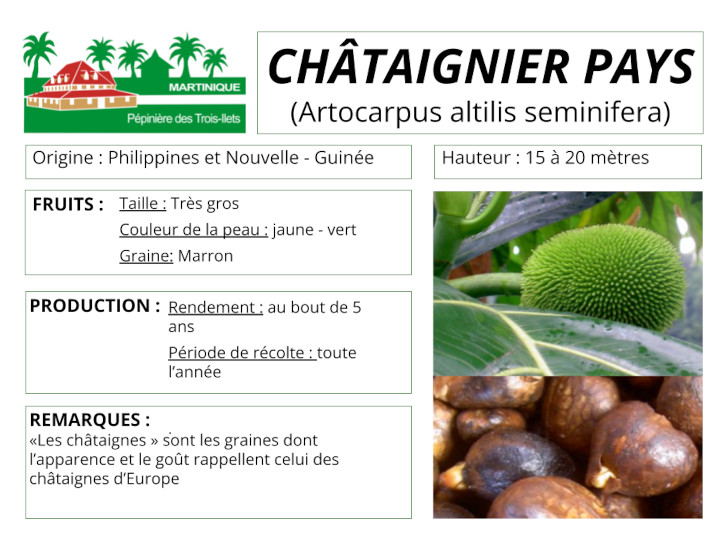 Fiche de culture du Châtaignier pays