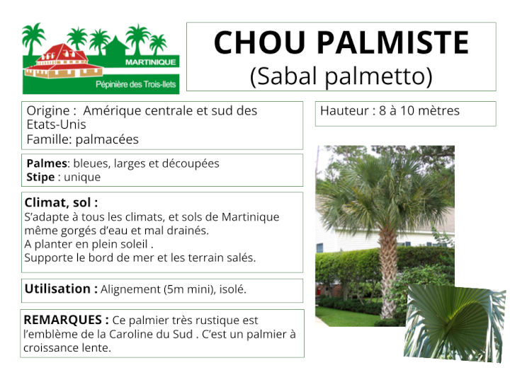 Fiche de culture du chou palmiste (Sabal palmetto)