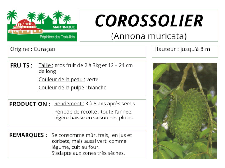 Fiche de culture du corossolier