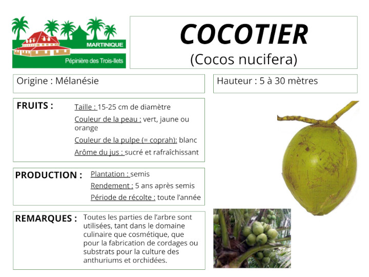 Fiche de culture du cocotier