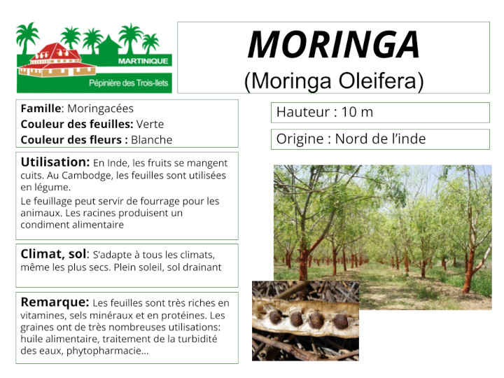 Fiche de culture du moringa