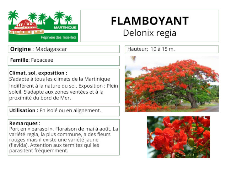 Fiche de culture du Flamboyant