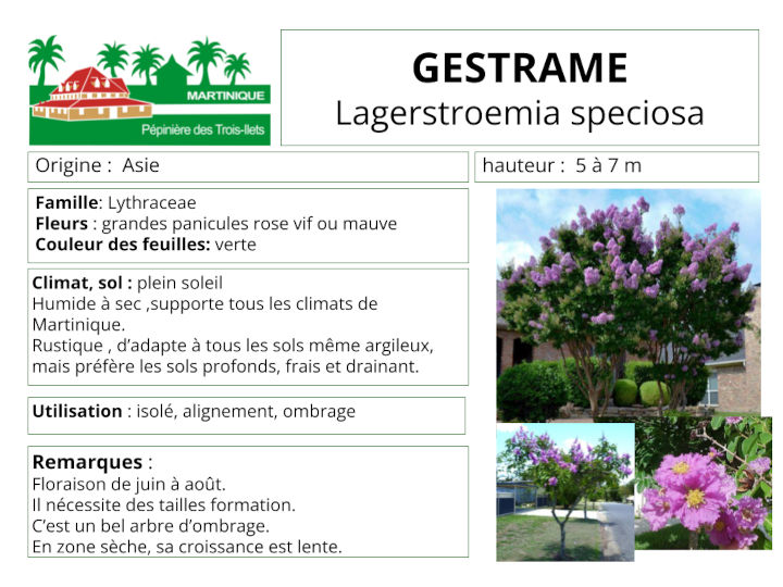 Fiche de culture du Gestrame