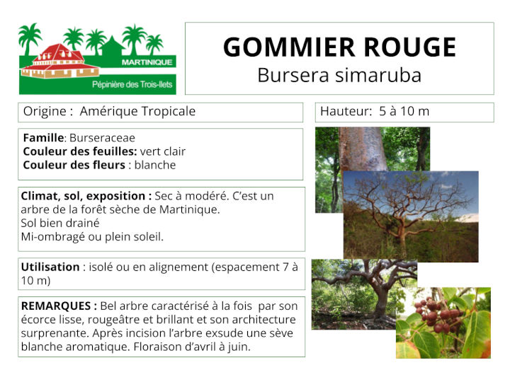 Fiche de culture du Gommier rouge