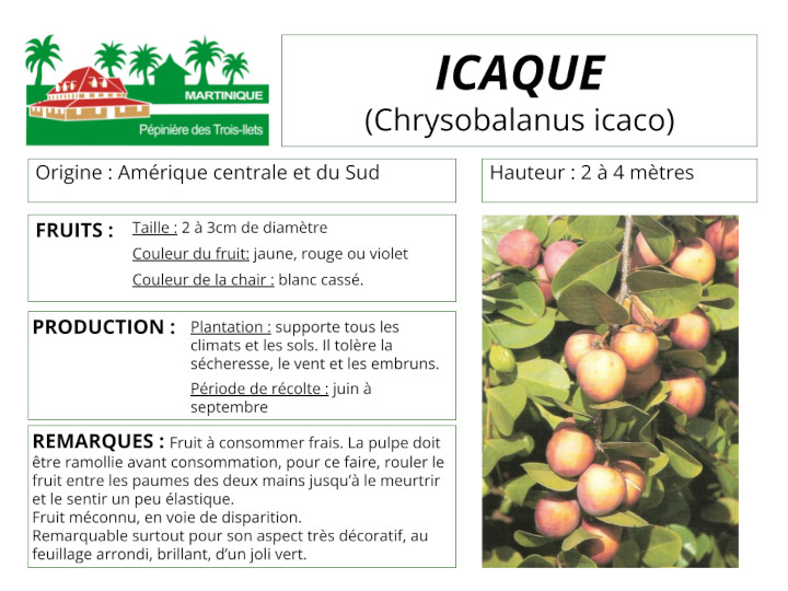 Fiche de culture de l'icaque (icaquier)