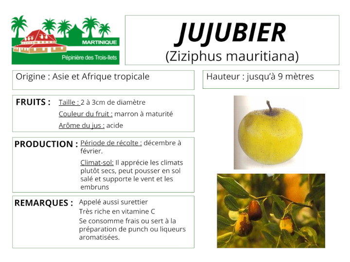 Fiche de culture du jujubier