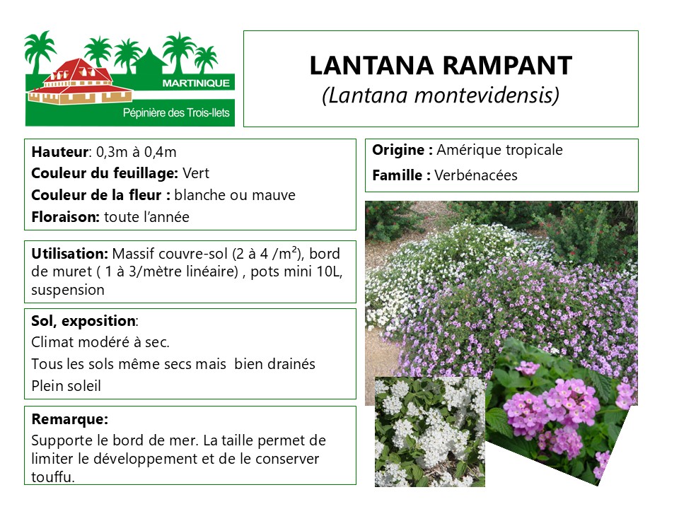 Fiche de culture du Lantana rampant