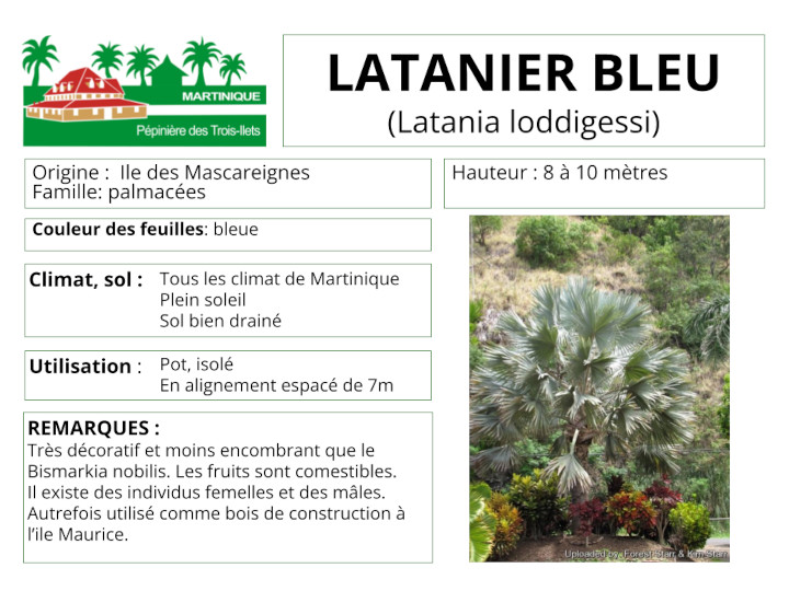 Fiche de culture du latanier bleu