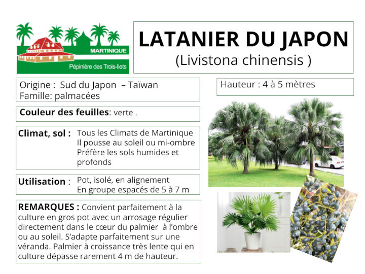 Fiche de culture du latanier du japon