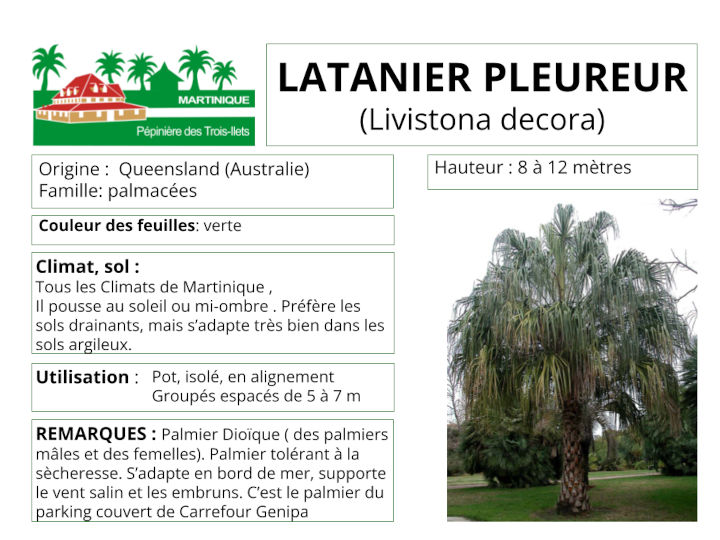 Fiche de culture du latanier pleureur