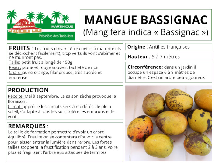 Fiche de culture du manguier bassignac