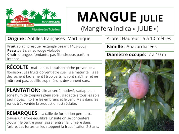 Fiche de culture du yucca bleu